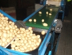 Potato packing and processing belts